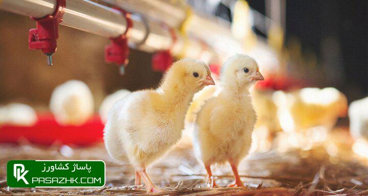 آیا بالاخره عرضه جوجه یک روزه از طریق بازارگاه خواهد بود؟ 1 d8a2db8cd8a7 d8a8d8a7d984d8a7d8aed8b1d987 d8b9d8b1d8b6d987 d8acd988d8acd987 db8cdaa9 d8b1d988d8b2d987 d8a7d8b2 d8b7d8b1db8cd982 d8a8d8a7 6750bbad34a15, آیا بالاخره عرضه جوجه یک روزه از طریق بازارگاه خواهد بود؟, پاساژ کشاورز | بازار بزرگ کشاورزی در ایران, اخبار پاساژ کشاورز, ,