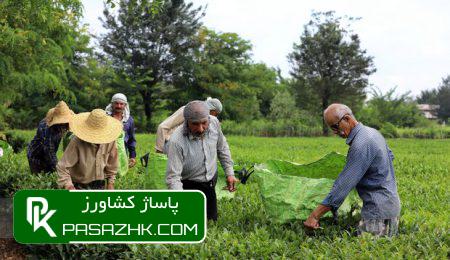 اختصاص ۲۰ میلیارد تومان تسهیلات بابت بهزراعی به چایکاران شمال کشور 1 d8a7d8aed8aad8b5d8a7d8b5 dbb2dbb0 d985db8cd984db8cd8a7d8b1d8af d8aad988d985d8a7d986 d8aad8b3d987db8cd984d8a7d8aa d8a8d8a7d8a8d8aa d8a8 676062022a31c, اختصاص ۲۰ میلیارد تومان تسهیلات بابت بهزراعی به چایکاران شمال کشور, پاساژ کشاورز | بازار بزرگ کشاورزی در ایران, اخبار پاساژ کشاورز, ,