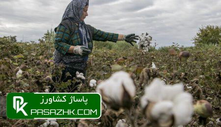 ارقام جدید پنبه ۲۰ درصد بهرهوری آب را افزایش داد 3 d8a7d8b1d982d8a7d985 d8acd8afdb8cd8af d9bed986d8a8d987 dbb2dbb0 d8afd8b1d8b5d8af d8a8d987d8b1d987d988d8b1db8c d8a2d8a8 d8b1d8a7 67685b9aa93f6, ارقام جدید پنبه ۲۰ درصد بهرهوری آب را افزایش داد, پاساژ کشاورز | بازار بزرگ کشاورزی در ایران, اخبار پاساژ کشاورز, ,