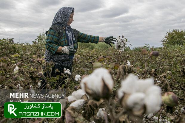 ارقام جدید پنبه ۲۰ درصد بهرهوری آب را افزایش داد 1 d8a7d8b1d982d8a7d985 d8acd8afdb8cd8af d9bed986d8a8d987 dbb2dbb0 d8afd8b1d8b5d8af d8a8d987d8b1d987d988d8b1db8c d8a2d8a8 d8b1d8a7 67685b9aa93f6, ارقام جدید پنبه ۲۰ درصد بهرهوری آب را افزایش داد, پاساژ کشاورز | بازار بزرگ کشاورزی در ایران, اخبار پاساژ کشاورز, ,