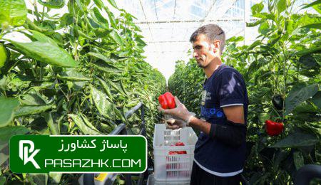 اطلاعات ۳۵ هزار بهره بردار بخش کشاورزی استان سمنان ثبت شد 5 d8a7d8b7d984d8a7d8b9d8a7d8aa dbb3dbb5 d987d8b2d8a7d8b1 d8a8d987d8b1d987 d8a8d8b1d8afd8a7d8b1 d8a8d8aed8b4 daa9d8b4d8a7d988d8b1d8b2db8c 675b73251f8de, اطلاعات ۳۵ هزار بهره بردار بخش کشاورزی استان سمنان ثبت شد, پاساژ کشاورز | بازار بزرگ کشاورزی در ایران, اخبار پاساژ کشاورز, ,