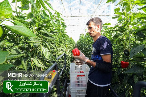 d8a7d8b7d984d8a7d8b9d8a7d8aa dbb3dbb5 d987d8b2d8a7d8b1 d8a8d987d8b1d987 d8a8d8b1d8afd8a7d8b1 d8a8d8aed8b4 daa9d8b4d8a7d988d8b1d8b2db8c 675b73251f8de, اطلاعات ۳۵ هزار بهره بردار بخش کشاورزی استان سمنان ثبت شد, پاساژ کشاورز | بازار بزرگ کشاورزی در ایران, اخبار پاساژ کشاورز, ,