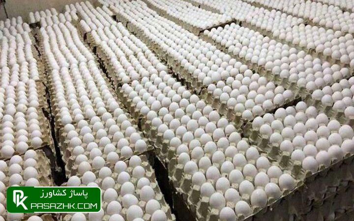 d8a8d8a7d8b2d8a7d8b1 d8aad8aed985d985d8b1d8ba d8afd8b1 dbb3 d8b3d8a7d984 daafd8b0d8b4d8aad987 d8abd8a8d8a7d8aa d8afd8a7d8b4d8aa 675ee3297ab69, بازار تخم‌مرغ در ۳ سال گذشته ثبات داشت, پاساژ کشاورز | بازار بزرگ کشاورزی در ایران, اخبار پاساژ کشاورز, ,