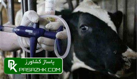 تلاش سازمان دامپزشکی برای کنترل بیماری تب برفکی در خراسان جنوبی 5 d8aad984d8a7d8b4 d8b3d8a7d8b2d985d8a7d986 d8afd8a7d985d9bed8b2d8b4daa9db8c d8a8d8b1d8a7db8c daa9d986d8aad8b1d984 d8a8db8cd985d8a7d8b1 677385ce5b9a5, تلاش سازمان دامپزشکی برای کنترل بیماری تب برفکی در خراسان جنوبی, پاساژ کشاورز | بازار بزرگ کشاورزی در ایران, اخبار پاساژ کشاورز, ,