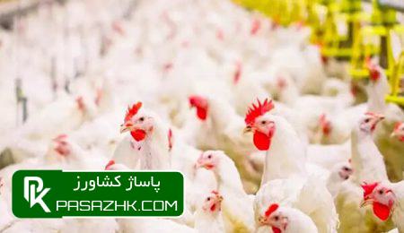 تورم سالانه مرغداریهای صنعتی بیش از ۲۳ درصد اعلام شد 9 d8aad988d8b1d985 d8b3d8a7d984d8a7d986d987 d985d8b1d8bad8afd8a7d8b1db8cd987d8a7db8c d8b5d986d8b9d8aadb8c d8a8db8cd8b4 d8a7d8b2 6770ad59a1dd3, تورم سالانه مرغداریهای صنعتی بیش از ۲۳ درصد اعلام شد, پاساژ کشاورز | بازار بزرگ کشاورزی در ایران, اخبار پاساژ کشاورز, ,