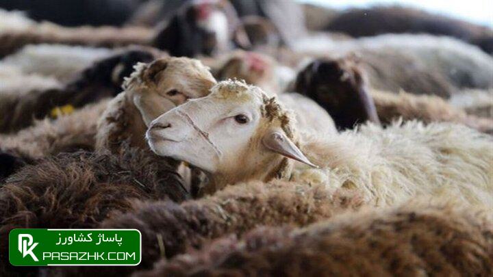 جابهجایی هر نوع دام در کشور پایش میشود 1 d8acd8a7d8a8d987d8acd8a7db8cdb8c d987d8b1 d986d988d8b9 d8afd8a7d985 d8afd8b1 daa9d8b4d988d8b1 d9bed8a7db8cd8b4 d985db8cd8b4 6753e3935852e, جابهجایی هر نوع دام در کشور پایش میشود, پاساژ کشاورز | بازار بزرگ کشاورزی در ایران, اخبار پاساژ کشاورز, ,