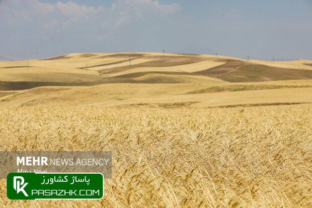 d8aed8b7d8b1 d8a8db8cd8b4d8a8d988d8af d8aad988d984db8cd8af daafd986d8afd985 d8afd8b1 d8b3d8a7d984 d8b2d8b1d8a7d8b9db8c d8acd8af 674bf51d41dca, خطر بیش‌بود تولید گندم در سال زراعی جدید, پاساژ کشاورز | بازار بزرگ کشاورزی در ایران, اخبار پاساژ کشاورز, ,