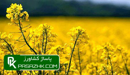 خودکفایی کالاهای اساسی با حرف محقق نمیشود 8 d8aed988d8afdaa9d981d8a7db8cdb8c daa9d8a7d984d8a7d987d8a7db8c d8a7d8b3d8a7d8b3db8c d8a8d8a7 d8add8b1d981 d985d8add982d982 d986d985db8c 675d7be90af69, خودکفایی کالاهای اساسی با حرف محقق نمیشود, پاساژ کشاورز | بازار بزرگ کشاورزی در ایران, اخبار پاساژ کشاورز, ,
