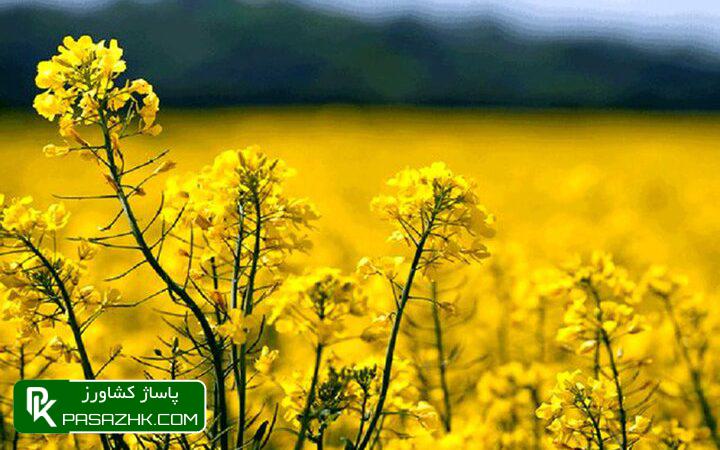 خودکفایی کالاهای اساسی با حرف محقق نمیشود 1 d8aed988d8afdaa9d981d8a7db8cdb8c daa9d8a7d984d8a7d987d8a7db8c d8a7d8b3d8a7d8b3db8c d8a8d8a7 d8add8b1d981 d985d8add982d982 d986d985db8c 675d7be90af69, خودکفایی کالاهای اساسی با حرف محقق نمیشود, پاساژ کشاورز | بازار بزرگ کشاورزی در ایران, اخبار پاساژ کشاورز, ,