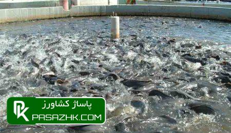 d8aed988d8b2d8b3d8aad8a7d986 d982d8a7d8a8d984db8cd8aa d8aad988d8b3d8b9d987 d8b4db8cd984d8a7d8aa d8aad8a7 dbb2 d8a8d8b1d8a7d8a8d8b1 d8b1 6770e0148250c, خوزستان قابلیت توسعه شیلات تا ۲ برابر را دارد, پاساژ کشاورز | بازار بزرگ کشاورزی در ایران, اخبار پاساژ کشاورز, ,