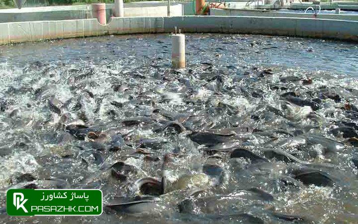 خوزستان قابلیت توسعه شیلات تا ۲ برابر را دارد 1 d8aed988d8b2d8b3d8aad8a7d986 d982d8a7d8a8d984db8cd8aa d8aad988d8b3d8b9d987 d8b4db8cd984d8a7d8aa d8aad8a7 dbb2 d8a8d8b1d8a7d8a8d8b1 d8b1 6770e0148250c, خوزستان قابلیت توسعه شیلات تا ۲ برابر را دارد, پاساژ کشاورز | بازار بزرگ کشاورزی در ایران, اخبار پاساژ کشاورز, ,