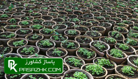 راهاندازی ۲۲۰ نهالستان در اجرای طرح کاشت یک میلیارد درخت 3 d8b1d8a7d987d8a7d986d8afd8a7d8b2db8c dbb2dbb2dbb0 d986d987d8a7d984d8b3d8aad8a7d986 d8afd8b1 d8a7d8acd8b1d8a7db8c d8b7d8b1d8ad 675755647a8a7, راهاندازی ۲۲۰ نهالستان در اجرای طرح کاشت یک میلیارد درخت, پاساژ کشاورز | بازار بزرگ کشاورزی در ایران, اخبار پاساژ کشاورز, ,