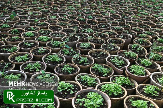 راهاندازی ۲۲۰ نهالستان در اجرای طرح کاشت یک میلیارد درخت 1 d8b1d8a7d987d8a7d986d8afd8a7d8b2db8c dbb2dbb2dbb0 d986d987d8a7d984d8b3d8aad8a7d986 d8afd8b1 d8a7d8acd8b1d8a7db8c d8b7d8b1d8ad 675755647a8a7, راهاندازی ۲۲۰ نهالستان در اجرای طرح کاشت یک میلیارد درخت, پاساژ کشاورز | بازار بزرگ کشاورزی در ایران, اخبار پاساژ کشاورز, ,