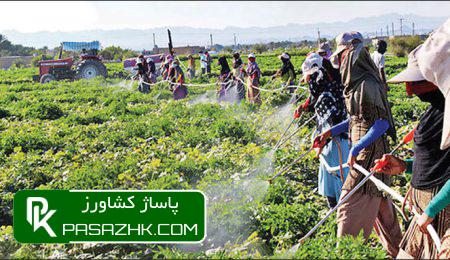 رشد شرکتهای صوری با سهمیهبندی ثبت سفارش مواد اولیه خارجی سم و کود 2 d8b1d8b4d8af d8b4d8b1daa9d8aad987d8a7db8c d8b5d988d8b1db8c d8a8d8a7 d8b3d987d985db8cd987d8a8d986d8afdb8c d8abd8a8d8aa d8b3 676c2683f18ba, رشد شرکتهای صوری با سهمیهبندی ثبت سفارش مواد اولیه خارجی سم و کود, پاساژ کشاورز | بازار بزرگ کشاورزی در ایران, اخبار پاساژ کشاورز, ,