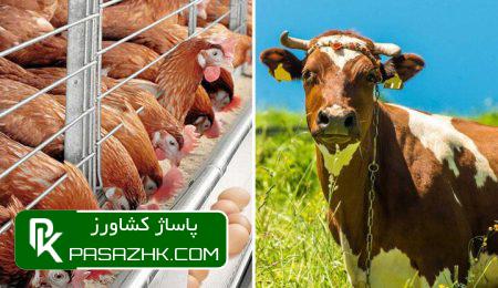 روزانه ۱۰ هزار تن گوشت مرغ در کشور تولید می شود 10 d8b1d988d8b2d8a7d986d987 dbb1dbb0 d987d8b2d8a7d8b1 d8aad986 daafd988d8b4d8aa d985d8b1d8ba d8afd8b1 daa9d8b4d988d8b1 d8aad988d984db8cd8af 675923b216212, روزانه ۱۰ هزار تن گوشت مرغ در کشور تولید می شود, پاساژ کشاورز | بازار بزرگ کشاورزی در ایران, اخبار پاساژ کشاورز, ,