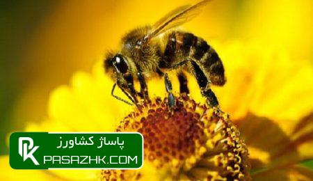 d8b3d8b1d8b4d985d8a7d8b1db8c d8b2d986d8a8d988d8b1d8b3d8aad8a7d986 d987d8a7db8c daa9d8b4d988d8b1 d8a8d987 d9bed8a7db8cd8a7d986 d8b1d8b3 674ddc02c5518, سرشماری زنبورستان های کشور به پایان رسید, پاساژ کشاورز | بازار بزرگ کشاورزی در ایران, اخبار پاساژ کشاورز, ,