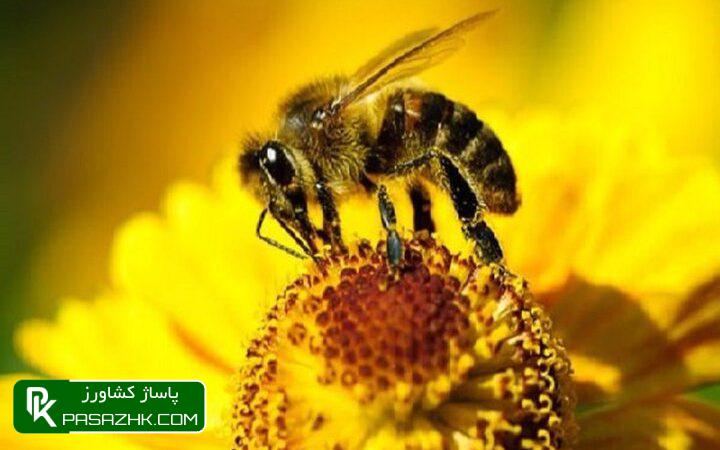 سرشماری زنبورستان های کشور به پایان رسید 1 d8b3d8b1d8b4d985d8a7d8b1db8c d8b2d986d8a8d988d8b1d8b3d8aad8a7d986 d987d8a7db8c daa9d8b4d988d8b1 d8a8d987 d9bed8a7db8cd8a7d986 d8b1d8b3 674ddc02c5518, سرشماری زنبورستان های کشور به پایان رسید, پاساژ کشاورز | بازار بزرگ کشاورزی در ایران, اخبار پاساژ کشاورز, ,