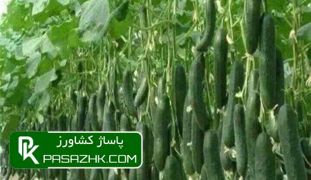 سرمای هوا قیمت برخی صیفیجات را افزایش داد 7 d8b3d8b1d985d8a7db8c d987d988d8a7 d982db8cd985d8aa d8a8d8b1d8aedb8c d8b5db8cd981db8cd8acd8a7d8aa d8b1d8a7 d8a7d981d8b2d8a7db8c 6760621737c5c, سرمای هوا قیمت برخی صیفیجات را افزایش داد, پاساژ کشاورز | بازار بزرگ کشاورزی در ایران, اخبار پاساژ کشاورز, ,