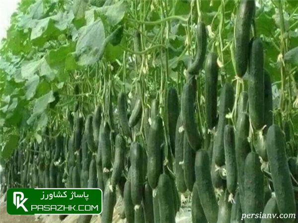 سرمای هوا قیمت برخی صیفیجات را افزایش داد 1 d8b3d8b1d985d8a7db8c d987d988d8a7 d982db8cd985d8aa d8a8d8b1d8aedb8c d8b5db8cd981db8cd8acd8a7d8aa d8b1d8a7 d8a7d981d8b2d8a7db8c 6760621737c5c, سرمای هوا قیمت برخی صیفیجات را افزایش داد, پاساژ کشاورز | بازار بزرگ کشاورزی در ایران, اخبار پاساژ کشاورز, ,