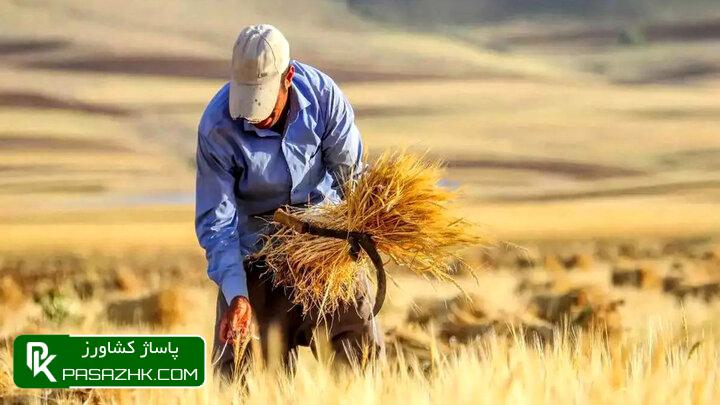 d981d8b1d988d8b4 daafd986d8afd985 db8cd8a7d8b1d8a7d986d987d8a7db8c d8b5d8b1d981d8a7d98b d8a8d8b1d8a7db8c d985d8b5d8a7d8b1d981 6757555dc7c77, فروش گندم یارانه‌ای صرفاً برای مصارف خبازی مجاز شد, پاساژ کشاورز | بازار بزرگ کشاورزی در ایران, اخبار پاساژ کشاورز, ,