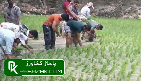 معرفی ۴ رقم جدید برنج سازگار با کمآبی 2 d985d8b9d8b1d981db8c dbb4 d8b1d982d985 d8acd8afdb8cd8af d8a8d8b1d986d8ac d8b3d8a7d8b2daafd8a7d8b1 d8a8d8a7 daa9d985d8a2d8a8db8c 674ddbfc823b6, معرفی ۴ رقم جدید برنج سازگار با کمآبی, پاساژ کشاورز | بازار بزرگ کشاورزی در ایران, اخبار پاساژ کشاورز, ,