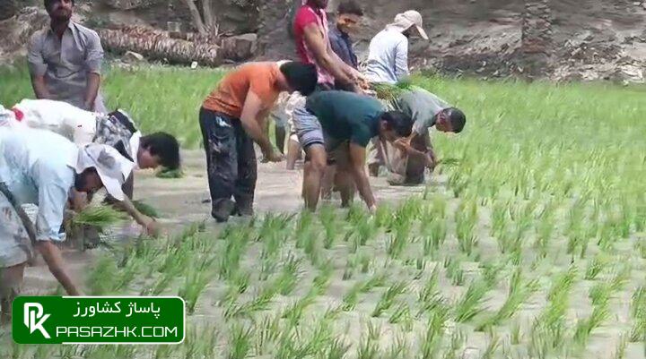 معرفی ۴ رقم جدید برنج سازگار با کمآبی 1 d985d8b9d8b1d981db8c dbb4 d8b1d982d985 d8acd8afdb8cd8af d8a8d8b1d986d8ac d8b3d8a7d8b2daafd8a7d8b1 d8a8d8a7 daa9d985d8a2d8a8db8c 674ddbfc823b6, معرفی ۴ رقم جدید برنج سازگار با کمآبی, پاساژ کشاورز | بازار بزرگ کشاورزی در ایران, اخبار پاساژ کشاورز, ,