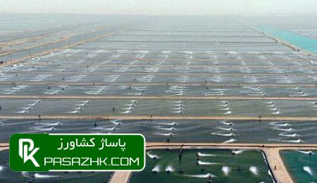 پروتکلهای بهداشتی در ورود موقت میگوی ریز باید رعایت شود 8 d9bed8b1d988d8aadaa9d984d987d8a7db8c d8a8d987d8afd8a7d8b4d8aadb8c d8afd8b1 d988d8b1d988d8af d985d988d982d8aa d985db8cdaafd988db8c 676c269399783, پروتکلهای بهداشتی در ورود موقت میگوی ریز باید رعایت شود, پاساژ کشاورز | بازار بزرگ کشاورزی در ایران, اخبار پاساژ کشاورز, ,