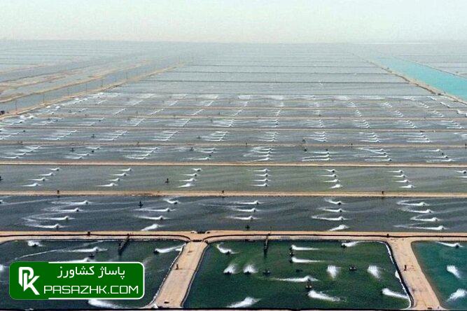 d9bed8b1d988d8aadaa9d984d987d8a7db8c d8a8d987d8afd8a7d8b4d8aadb8c d8afd8b1 d988d8b1d988d8af d985d988d982d8aa d985db8cdaafd988db8c 676c269399783, پروتکل‌های بهداشتی در ورود موقت میگوی ریز باید رعایت شود, پاساژ کشاورز | بازار بزرگ کشاورزی در ایران, اخبار پاساژ کشاورز, ,