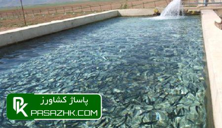 پرورش ۹هزار تُن انواع ماهی سردابی و گرمابی در استان تهران 9 d9bed8b1d988d8b1d8b4 dbb9d987d8b2d8a7d8b1 d8aad98fd986 d8a7d986d988d8a7d8b9 d985d8a7d987db8c d8b3d8b1d8afd8a7d8a8db8c d988 daafd8b1d985 674ddc110aacf, پرورش ۹هزار تُن انواع ماهی سردابی و گرمابی در استان تهران, پاساژ کشاورز | بازار بزرگ کشاورزی در ایران, اخبار پاساژ کشاورز, ,