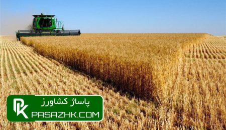 کشت گندم به بیش از ۶ میلیون هکتار رسید 10 daa9d8b4d8aa daafd986d8afd985 d8a8d987 d8a8db8cd8b4 d8a7d8b2 dbb6 d985db8cd984db8cd988d986 d987daa9d8aad8a7d8b1 d8b1d8b3db8cd8af 6770ad510895c, کشت گندم به بیش از ۶ میلیون هکتار رسید, پاساژ کشاورز | بازار بزرگ کشاورزی در ایران, اخبار پاساژ کشاورز, ,