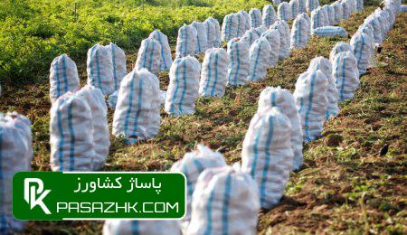 ۱۵۰ هزار کامیون سیبزمینی و پیاز سالانه در کشور معدوم میشود 3 dbb1dbb5dbb0 d987d8b2d8a7d8b1 daa9d8a7d985db8cd988d986 d8b3db8cd8a8d8b2d985db8cd986db8c d988 d9bedb8cd8a7d8b2 d8b3d8a7d984d8a7 675b733383857, ۱۵۰ هزار کامیون سیبزمینی و پیاز سالانه در کشور معدوم میشود, پاساژ کشاورز | بازار بزرگ کشاورزی در ایران, اخبار پاساژ کشاورز, ,