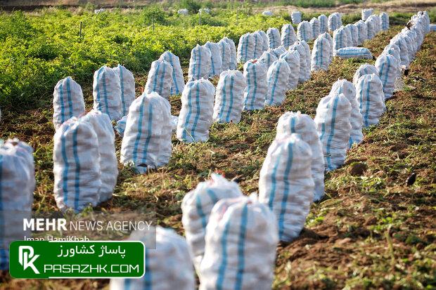 dbb1dbb5dbb0 d987d8b2d8a7d8b1 daa9d8a7d985db8cd988d986 d8b3db8cd8a8d8b2d985db8cd986db8c d988 d9bedb8cd8a7d8b2 d8b3d8a7d984d8a7 675b733383857, ۱۵۰ هزار کامیون سیب‌زمینی و پیاز سالانه در کشور معدوم می‌شود, پاساژ کشاورز | بازار بزرگ کشاورزی در ایران, اخبار پاساژ کشاورز, ,