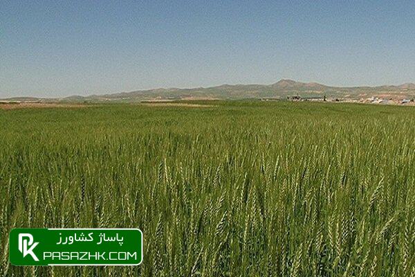 dbb6dbb8 d8afd8b1d8b5d8af d8a7d987d8afd8a7d981 d8b7d8b1d8ad d8acd987d8b4 d8aad988d984db8cd8af d8afd8b1 d8afdb8cd985d8b2d8a7d8b1d987d8a7 677385c00714a, ۶۸ درصد اهداف طرح جهش تولید در دیمزارها محقق شد, پاساژ کشاورز | بازار بزرگ کشاورزی در ایران, اخبار پاساژ کشاورز, ,
