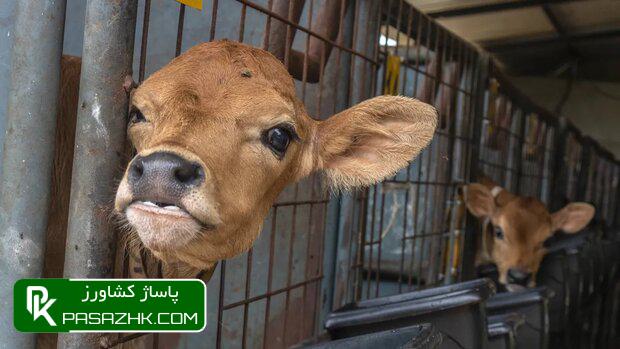 راهاندازی نخستین سکو فروش، قیمت گوشت قرمز را میشکند 1 d8b1d8a7d987d8a7d986d8afd8a7d8b2db8c d986d8aed8b3d8aadb8cd986 d8b3daa9d988 d981d8b1d988d8b4d88c d982db8cd985d8aa daafd988d8b4d8aa 677a1903d4523, راهاندازی نخستین سکو فروش، قیمت گوشت قرمز را میشکند, پاساژ کشاورز | بازار بزرگ کشاورزی در ایران, اخبار پاساژ کشاورز, ,