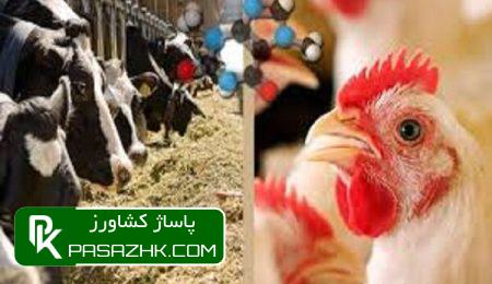d982db8cd985d8aa d8b1d988d8b2 d8afd8a7d985 d988 d8b7db8cd988d8b1 daa9d8a7d987d8b4db8c d8a7d8b3d8aa 677557ab5b8b4, قیمت روز دام و طیور کاهشی است, پاساژ کشاورز | بازار بزرگ کشاورزی در ایران, اخبار پاساژ کشاورز, ,