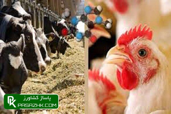 قیمت روز دام و طیور کاهشی است 1 d982db8cd985d8aa d8b1d988d8b2 d8afd8a7d985 d988 d8b7db8cd988d8b1 daa9d8a7d987d8b4db8c d8a7d8b3d8aa 677557ab5b8b4, قیمت روز دام و طیور کاهشی است, پاساژ کشاورز | بازار بزرگ کشاورزی در ایران, اخبار پاساژ کشاورز, ,