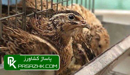 d987db8cda86 daa9d8a7d986d988d986 d8aed8b7d8b1d986d8a7daa9db8c d8a7d8b2 d8a2d986d981d984d988d8a7d986d8b2d8a7db8c d981d988d982 d8add8a7 6775579acdbf3, هیچ کانون خطرناکی از آنفلوانزای فوق حاد پرندگان در کشور وجود ندارد, پاساژ کشاورز | بازار بزرگ کشاورزی در ایران, اخبار پاساژ کشاورز, ,