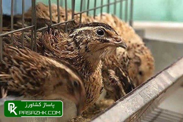 d987db8cda86 daa9d8a7d986d988d986 d8aed8b7d8b1d986d8a7daa9db8c d8a7d8b2 d8a2d986d981d984d988d8a7d986d8b2d8a7db8c d981d988d982 d8add8a7 6775579acdbf3, هیچ کانون خطرناکی از آنفلوانزای فوق حاد پرندگان در کشور وجود ندارد, پاساژ کشاورز | بازار بزرگ کشاورزی در ایران, اخبار پاساژ کشاورز, ,