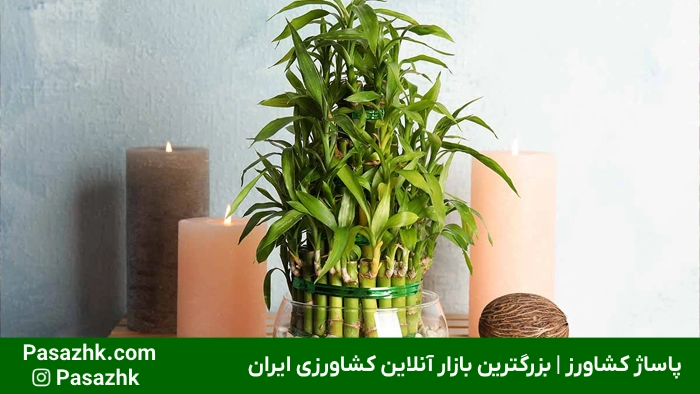 بامبو سالم در گلدان با رشد سریع