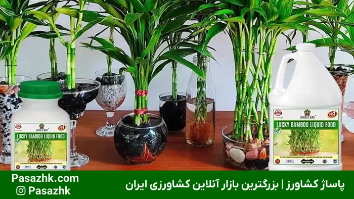 نحوه استفاده از کود مایع مخصوص بامبو