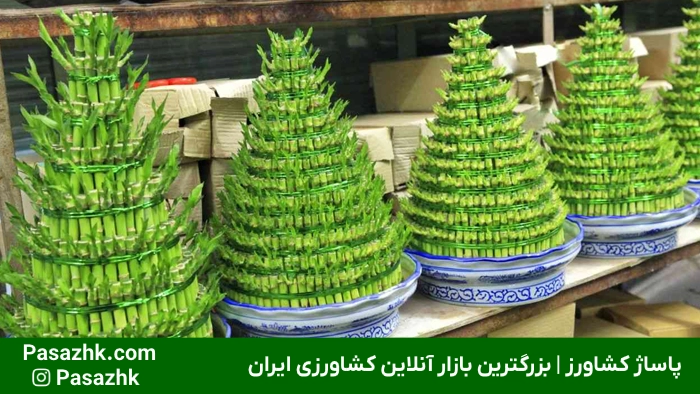 کود ارگانیک مخصوص بامبو از مواد طبیعی