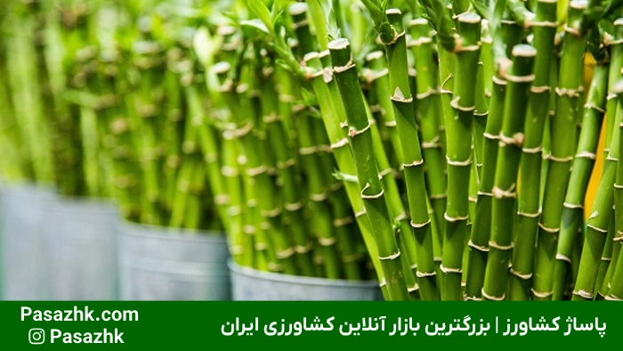 زرد شدن برگ‌های بامبو نشانه کمبود مواد مغذی