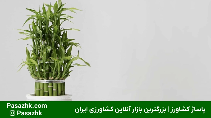 خرید کود مخصوص بامبو از فروشگاه پاساژ کشاورز