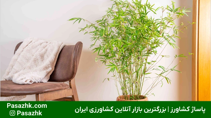 بامبو در فضای داخلی با نور مناسب برای رشد بهتر