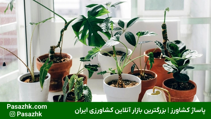 رشد سریع گیاهان آپارتمانی: راهنمای جامع و کاربردی برای تسریع رشد گیاهان خانگی رشد سریع گیاهان آپارتمانی,ترفندهای رشد سریع گیاهان آپارتمانی,تسریع رشد گیاهان خانگی,آبیاری مناسب برای رشد سریع گیاهان,تغذیه مناسب برای تسریع در رشد گیاه,انواع گیاهان آپارتمانی با رشد سریعَ
