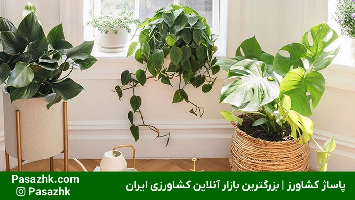 رشد سریع گیاهان آپارتمانی: راهنمای جامع و کاربردی برای تسریع رشد گیاهان خانگی 1 رشد سریع گیاهان آپارتمانی,ترفندهای رشد سریع گیاهان آپارتمانی,تسریع رشد گیاهان خانگی,آبیاری مناسب برای رشد سریع گیاهان,تغذیه مناسب برای تسریع در رشد گیاه,انواع گیاهان آپارتمانی با رشد سریعَ