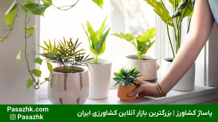 رشد سریع گیاهان آپارتمانی: راهنمای جامع و کاربردی برای تسریع رشد گیاهان خانگی 2 رشد سریع گیاهان آپارتمانی,ترفندهای رشد سریع گیاهان آپارتمانی,تسریع رشد گیاهان خانگی,آبیاری مناسب برای رشد سریع گیاهان,تغذیه مناسب برای تسریع در رشد گیاه,انواع گیاهان آپارتمانی با رشد سریعَ