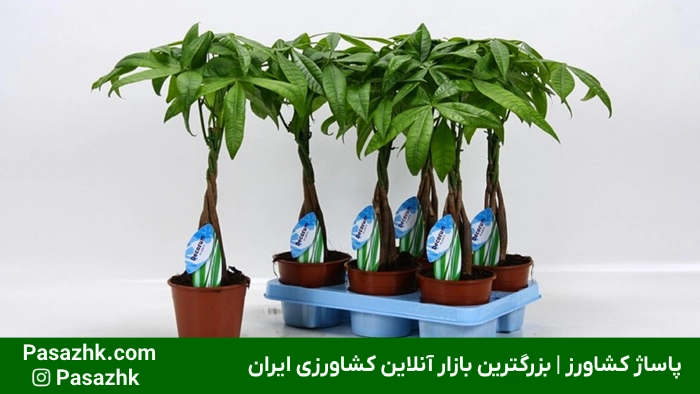 رشد سریع گیاهان آپارتمانی: راهنمای جامع و کاربردی برای تسریع رشد گیاهان خانگی 3 رشد سریع گیاهان آپارتمانی,ترفندهای رشد سریع گیاهان آپارتمانی,تسریع رشد گیاهان خانگی,آبیاری مناسب برای رشد سریع گیاهان,تغذیه مناسب برای تسریع در رشد گیاه,انواع گیاهان آپارتمانی با رشد سریعَ