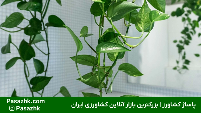 رشد سریع گیاهان آپارتمانی: راهنمای جامع و کاربردی برای تسریع رشد گیاهان خانگی 4 رشد سریع گیاهان آپارتمانی,ترفندهای رشد سریع گیاهان آپارتمانی,تسریع رشد گیاهان خانگی,آبیاری مناسب برای رشد سریع گیاهان,تغذیه مناسب برای تسریع در رشد گیاه,انواع گیاهان آپارتمانی با رشد سریعَ