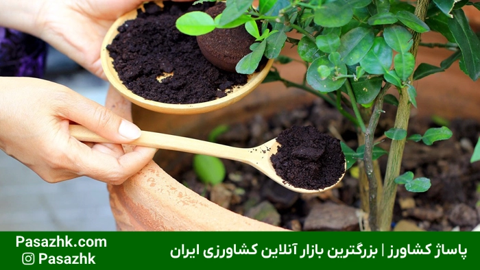 رشد سریع گیاهان آپارتمانی: راهنمای جامع و کاربردی برای تسریع رشد گیاهان خانگی 5 رشد سریع گیاهان آپارتمانی,ترفندهای رشد سریع گیاهان آپارتمانی,تسریع رشد گیاهان خانگی,آبیاری مناسب برای رشد سریع گیاهان,تغذیه مناسب برای تسریع در رشد گیاه,انواع گیاهان آپارتمانی با رشد سریعَ